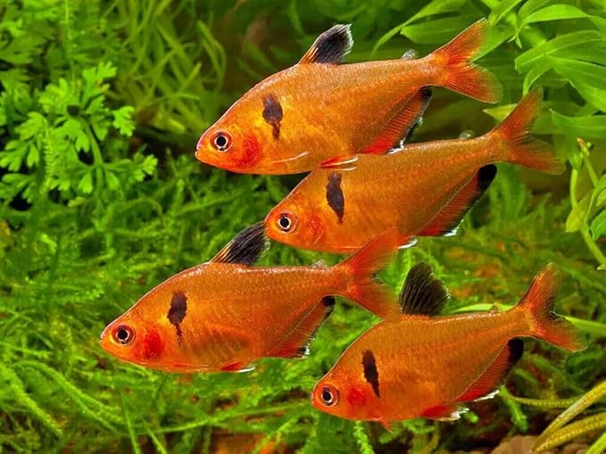 Aquatic Foods Inc. Tropical Fish Flakes, Mix of Krill, Color Enhancing, Spirulina Flakes for Cichlids, Angels, Tetras, Guppies. 12-Type Pellet Mix & 4-Type Wafers Included...WL 1/2-lb Foil Bag