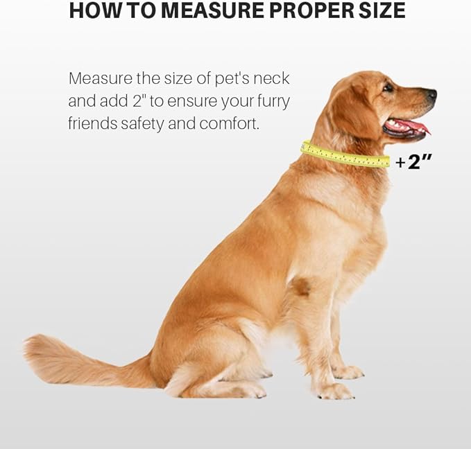 Hyhug Pets Classic Regular Heavy Duty Nylon Dog Collar (Small, Lime Green)