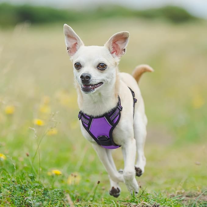 rabbitgoo Dog Harness No Pull with 2 Leash Clips, Adjustable Soft Padded, Reflective Oxford No Choke Pet Vest with Easy Control Handle for Puppy, Purple,XS