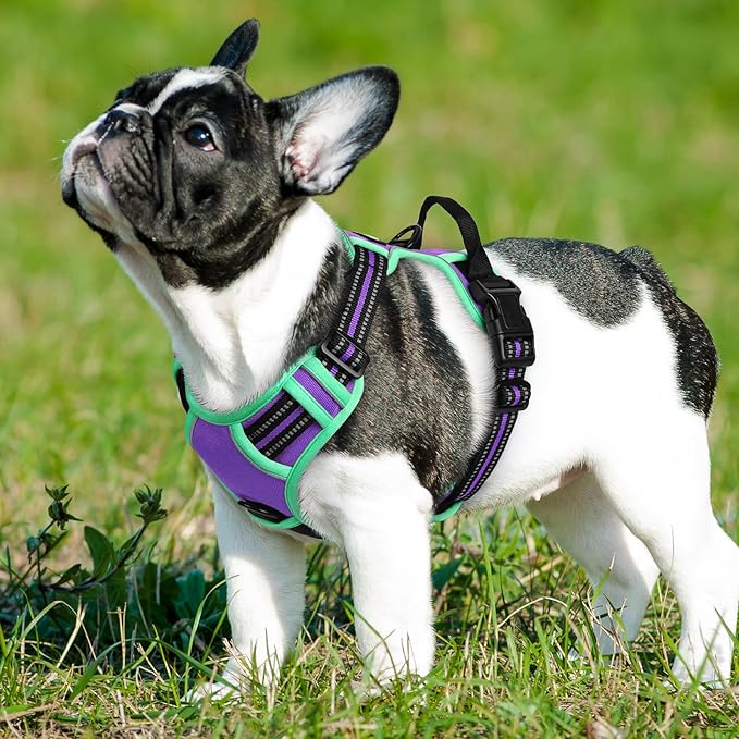 Eagloo Dog Harness Small Sized Dog, No Pull Service Vest with Reflective Strips and Control Handle, Adjustable and Comfortable for Walking, No Choke Pet Harness with 2 Metal Rings, Purple & Green, S