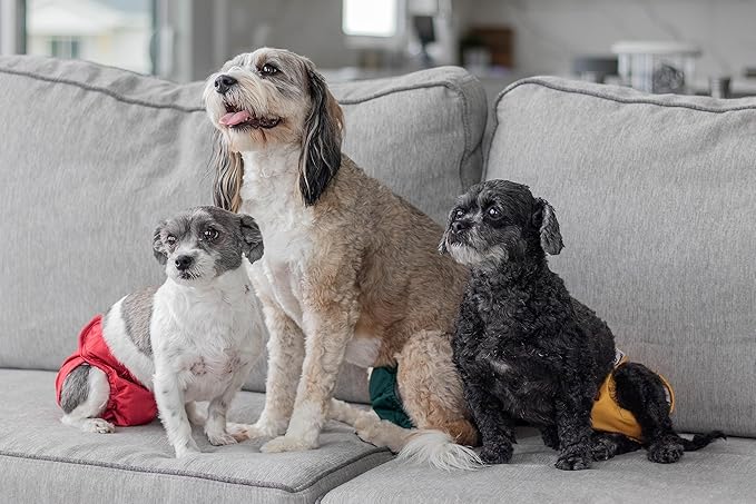 Pet Parents® Washable Dog Diapers (3pack) + Extendrs® of Durable Doggie Diapers, Premium Dog Diapers Female (Small, Samba)
