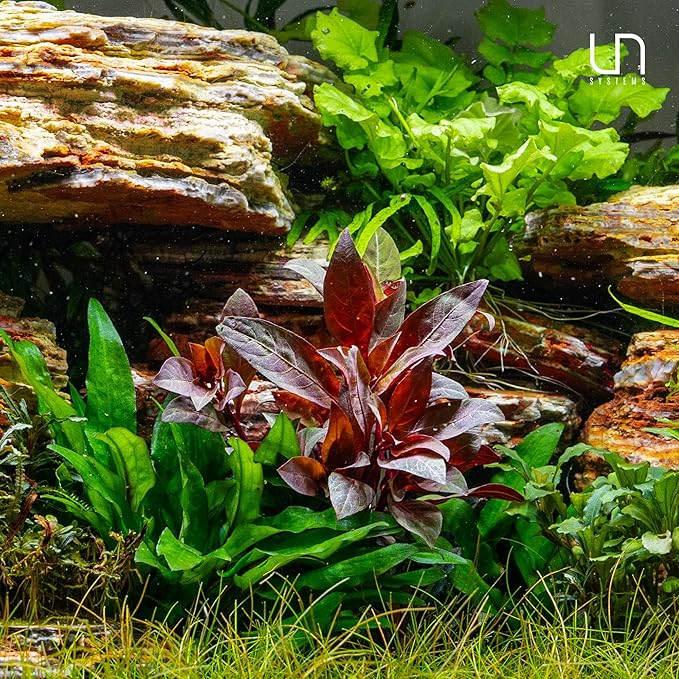 Ultum Nature Systems Alternanthera Reineckii Rosanervig Red Stem Tissue Culture Live Plant for Aquarium, Aquascape, Freshwater Fish Tanks - 100% Snail Free in Vitro