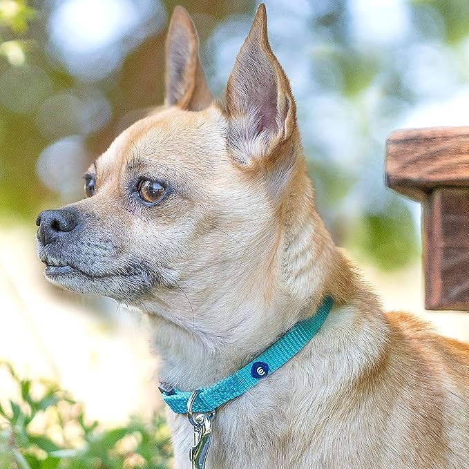 Blueberry Pet Essentials Medium Dog Collar in Emerald | Adjustable & Eco-Friendly Durable Nylon Strap | Classic Collar for Medium Dogs, Boy & Girl Pets