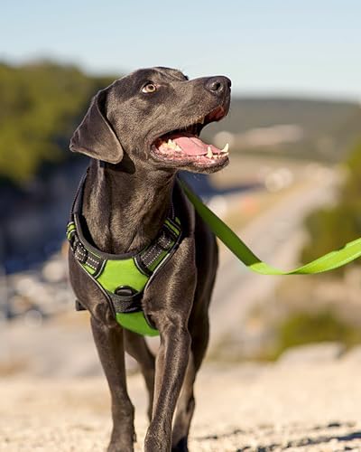 Joytale No Pull Dog Harness for Small Dogs, Front Clip - Image 6