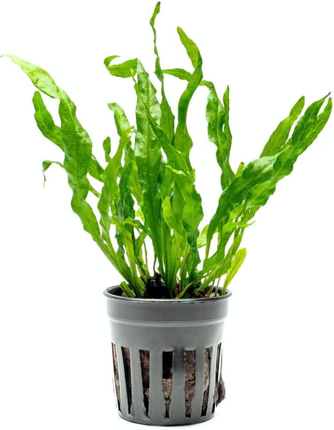 Live Plants - Java Fern ‘Flaming’ (Microsorum pteropus 'Flaming') - Low to Medium Light, Bright Green Accent Aquatic Plant, Midground Placement - Rhizome Growth - Pot, 5 Pack