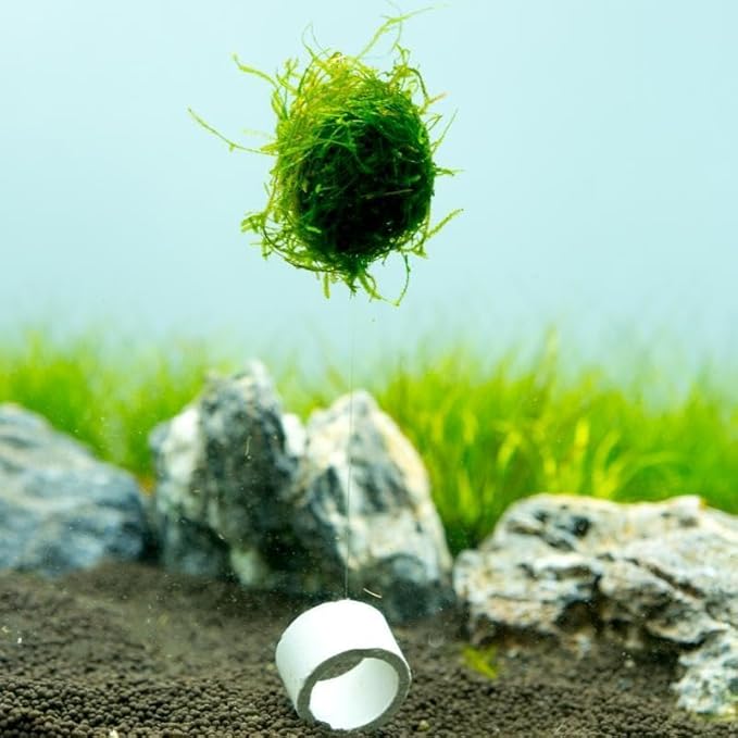 Live Aquarium Plants on Driftwood, Lava Rock, Moss, Fiber Mat - Freshwater Fish Tanks - Easy, Beginner Friendly Vesicularia Montagnei (Floating Christmas Moss Ball)