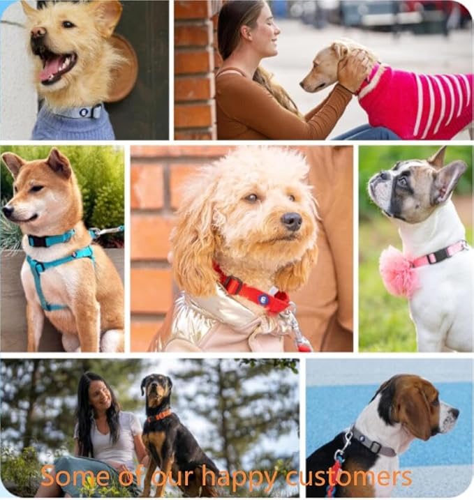 Blueberry Pet Essentials Small Dog Collar in Flint Gray | Adjustable & Eco-Friendly Durable Nylon Strap | Classic Collar for Small Dogs, Boy & Girl Pets