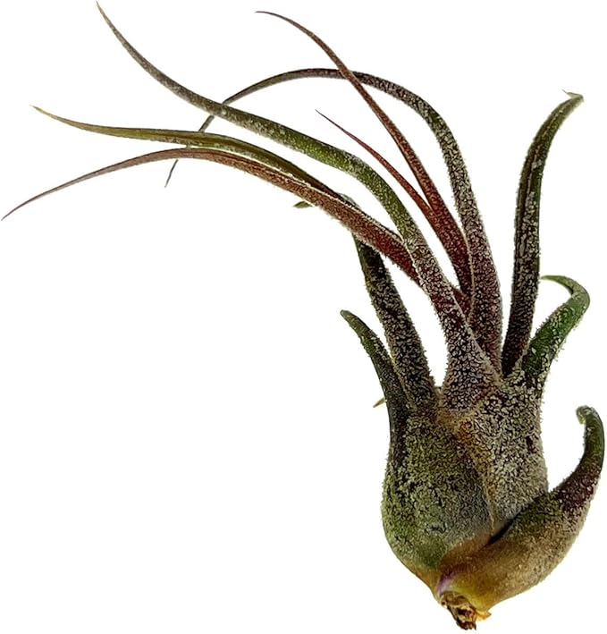 Air Plants - Tillandsia Pruinosa, Large 3-5" - 5ct - Live Arrival Guaranteed - House Plants for Home Decor & Gift