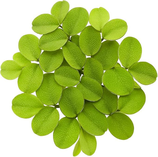 Salvinia Minima 50 + Leaves Live Floating Pond Aquarium Plant Freshwater Tanks Ponds Aquascapes Water Gardens Natural Water Filtration Purifier Easy Care Fast Growing Natural Shade Cover Betta Shrimp