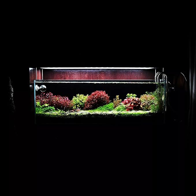 Live Aquarium Stem Plants - Freshwater Aquatic Plant for Fish Tanks, Aquascaping - (Bacopa Monnieri Moneywort, 1 Bunch)