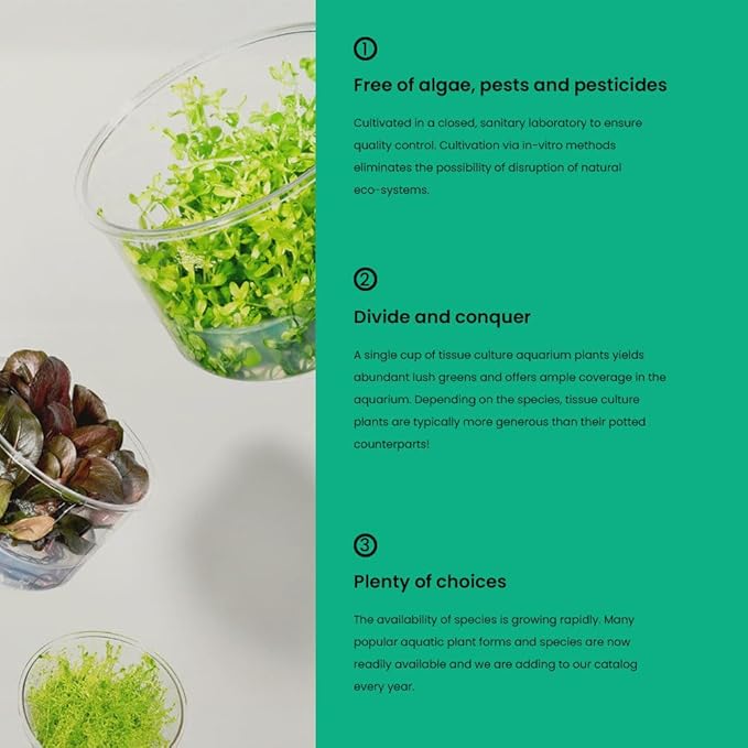 UNS Snail Free TC Floating Crystalwort (Riccia fluitans) - Medium to High Light, Bright Green Accent, Floating Liverwort, Foreground or Floating Placement - Tissue Culture, 1 Pack