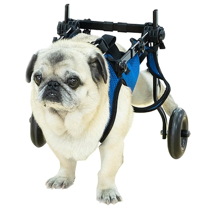 Pet Wheelchair Disabled Hind Legs Walking-Dog Leg Brace and Hip Support，Dog Wheelchair for Back Legs，Adjustable Pet Cart，Assist a paralyzed pet get Back on its feet，Support Leg Brace and Hip (Medium)