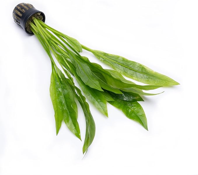 Amazon Sword Echinodorus Bleheri Live Plant for Freshwater Aquariums, Natural Fish Tank Decorations, and Aquatic Decor (5 Pots (10-15 Plants))