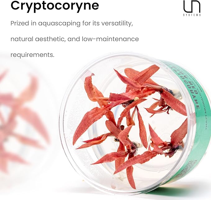 Ultum Nature Systems Cryptocoryne Wendtii Brown Tissue Culture Live Plant for Aquarium, Aquascape, Freshwater Fish Tanks - 100% Snail Free in Vitro