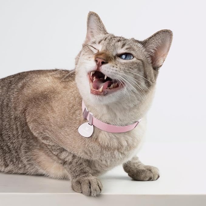 Safety Cat Collar Pro - U.S. IDA Gold Awarding Design, Elastic Quick Release Cat Collar with Buckle Non Breakaway - Lightweight for Kitten All Small Large Cats (Alpine Green, M 7.9-15.7")