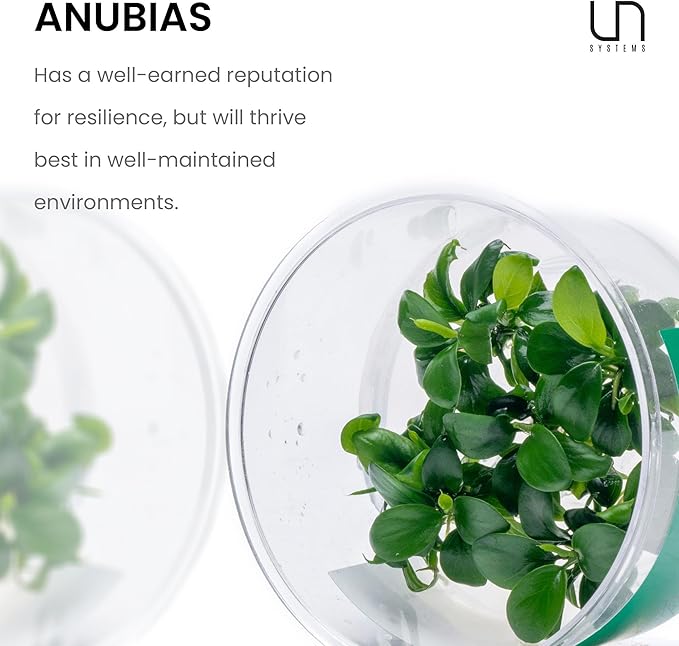 Ultum Nature Systems Anubias Nana Petite Tissue Culture Live Plant for Aquarium, Freshwater Fish Tank, Aquascaping - 100% Snail Free in Vitro
