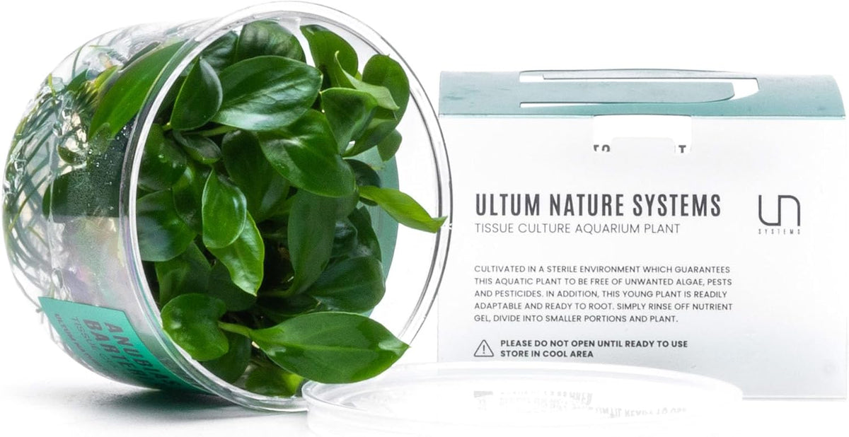 Ultum Nature Systems Anubias Barteri Tissue Culture Live Plant for Aquarium, Aquascape, Freshwater Fish Tanks - 100% Snail Free in Vitro