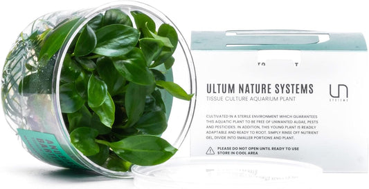 Ultum Nature Systems Anubias Barteri Tissue Culture Live Plant for Aquarium, Aquascape, Freshwater Fish Tanks - 100% Snail Free in Vitro