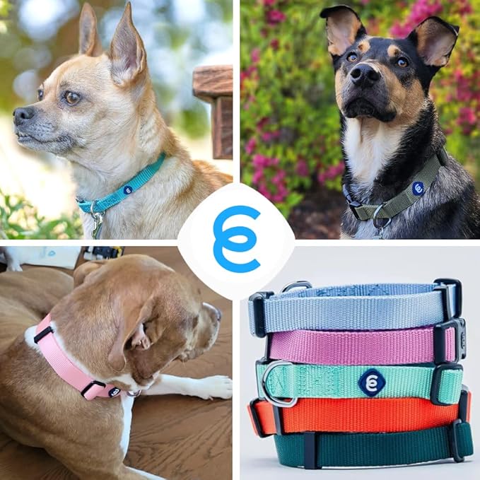 Blueberry Pet X-Small Dog Collar | Girl Dog Collars | Female Dog Collar XS | Quick Release Dog Collar | Rouge Red Nylon Dog Collar for Girl, Collar for Small Dogs