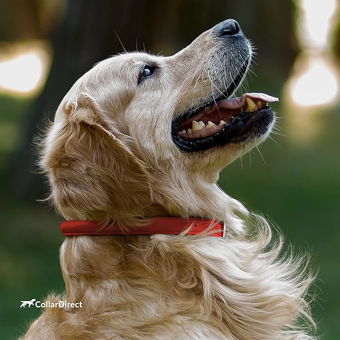 CollarDirect Rolled Leather Dog Collar, Soft Padded Round Puppy Collar, Handmade Genuine Leather Collar Dog Small Large Cat Collars 13 Colors (13-16 Inch, Red Textured)
