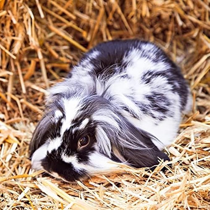 Blue Mountain Hay | Fresh Alfalfa Hay (24 Ounce) | High Leaf Retention | Nutritious High-Altitude Hay Pet Food for Rabbits, Guinea Pigs, Chinchillas, Hamsters, and Other Small Pets
