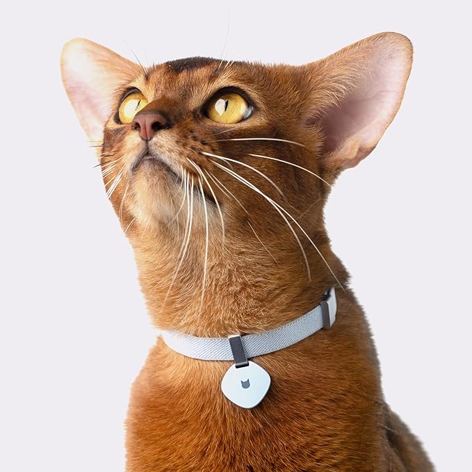Safety Cat Collar Pro - U.S. IDA Gold Awarding Design, Elastic Quick Release Cat Collar with Buckle Non Breakaway - Lightweight for Kitten All Small Large Cats (Space Gray, S 5.9-11.8")