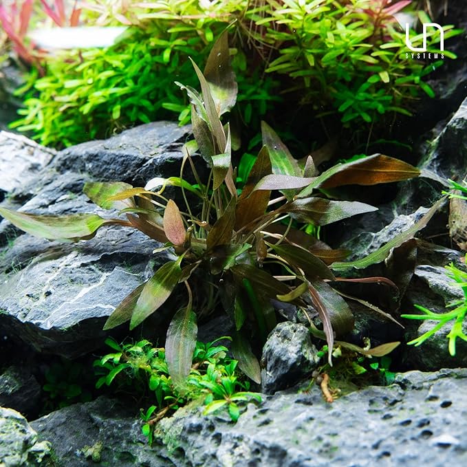 Ultum Nature Systems Live Tissue Culture - Cryptocoryne Albida 'Red' - Moderate - Low to Medium Light - Pink and Red Accent - Foreground to Midground - 100% Snail Free Grown in-Vitro - Regular Cup