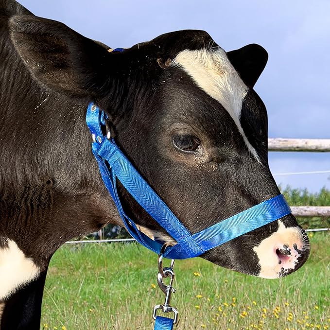 XUANNIAO Easily Adjustable Figure 8 Cow Halter, Double-Ply Premium Livestock Cattle Halters, Colorful Cow Utility Calf Halter with Leading Rope for Miniature Horse Donkey Goat Foal (Large, Blue)
