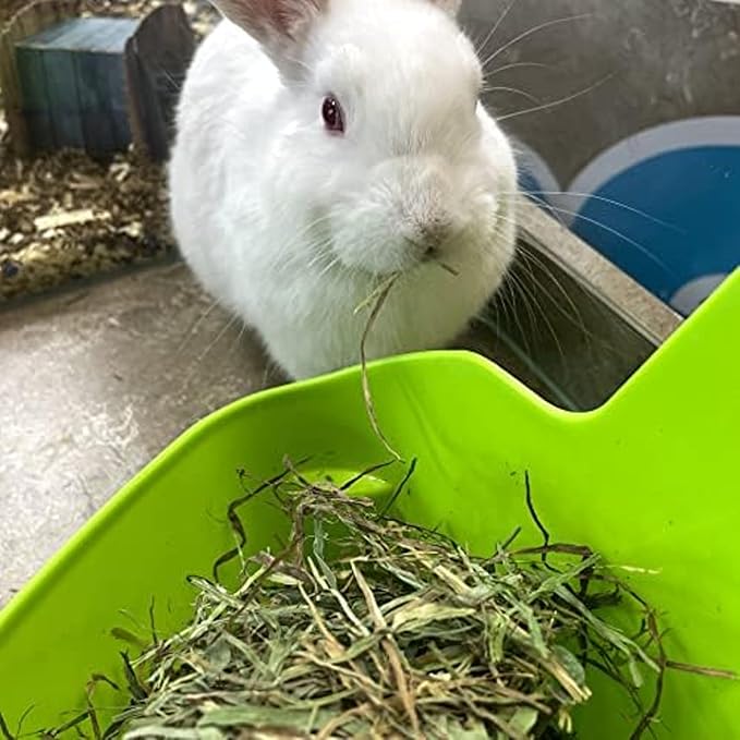 Blue Mountain Hay | Fresh Timothy Hay (48 Ounce) | Great for All Ages | High-Altitude Hay Pet Food for Rabbits, Guinea Pigs, Chinchillas, Hamsters, and Other Small Pets