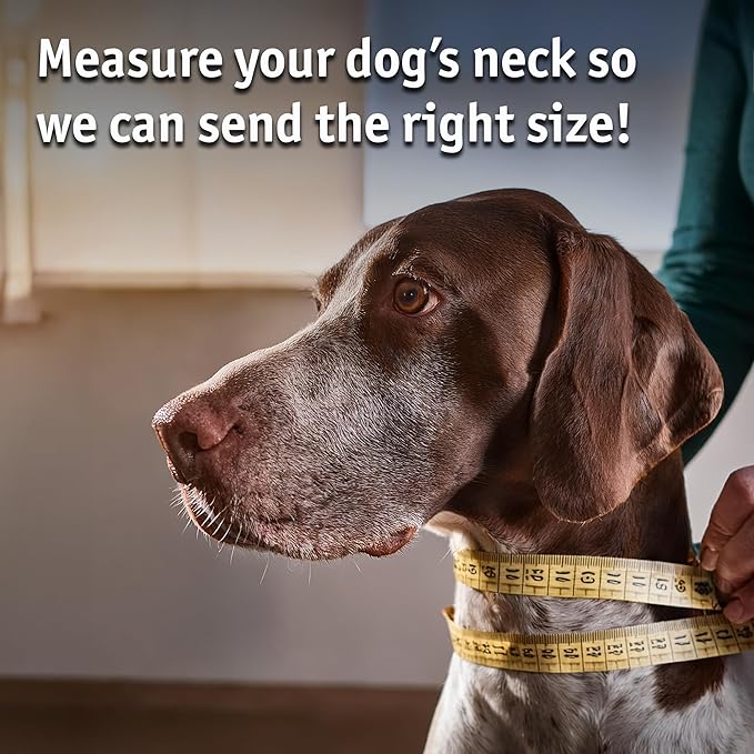 Biothane Custom Dog Collar – Waterproof, Stink-Proof Personalized Collar with Name & Phone Number – Durable, Many Sizes and Colors – Assembled in USA – Assembled in USA (Hot Pink)