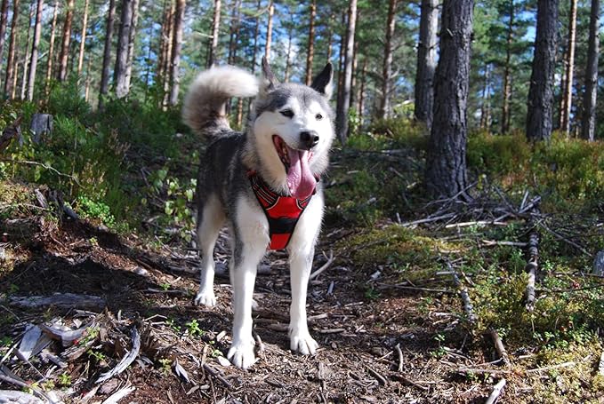TRUE LOVE Adjustable No-Pull Dog Harness Reflective Pup Vest Harnesses Comfortable Control Brilliant Colors Truelove TLH5651(Red,M)