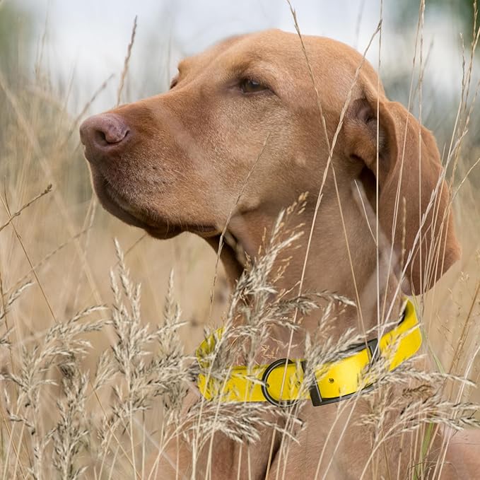 Dogline Biothane Waterproof Dog Collar Strong Coated Nylon Webbing with Black Hardware Odor- Proof for Easy Care Easy to Clean High Performance Fits Small Medium or Large Dogs, Lemon Yellow