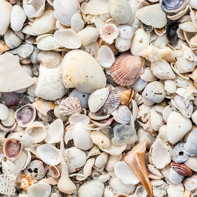 Natural Organic Sea Shell Mulch for Gardens and Landscaping – Decorative and Nutrient-Rich, 0.5–3-Inch Shells, Perfect for Indoor and Outdoor Use(1 CF - 28 L - 30 QTS)