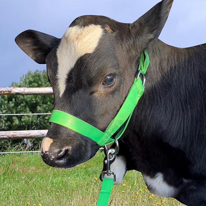 XUANNIAO Easily Adjustable Figure 8 Cow Halter, Double-Ply Premium Livestock Cattle Halters, Colorful Cow Utility Calf Halter with Leading Rope for Miniature Horse Donkey Goat Foal (Small, Green)