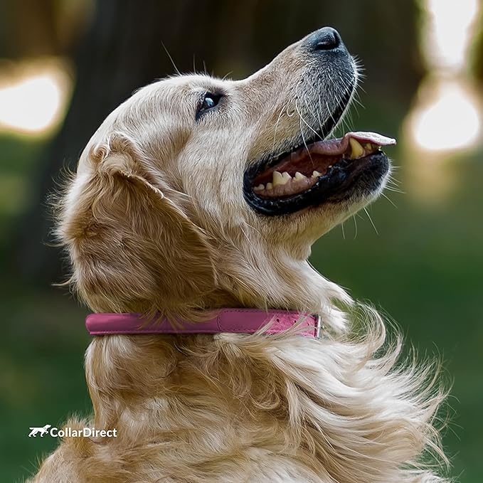CollarDirect Rolled Leather Dog Collar, Soft Padded Round Puppy Collar, Handmade Genuine Leather Collar Dog Small Large Cat Collars 13 Colors (8-11 Inch, Pink Textured)