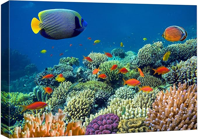 wall26 Canvas Print Wall Art Tropical Underwater Sea Coral Reef Fish Nature Animals Photography Realism Rustic Scenic Landscape Wilderness Earth Colorful for Living Room, Bedroom, Office - 24"x36"