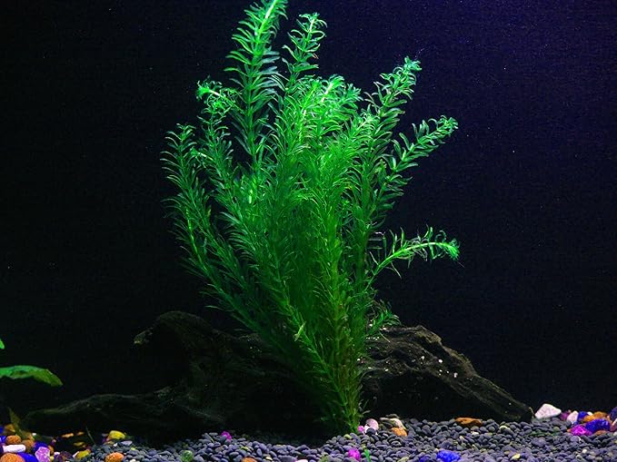 24 Plants Bundle / 6 Species Live Aquarium Plants Package - Microsorum, Amazon Sword, Anubias, Moneywort, Hornwort, etc. (100+ Gallon Aquariums)