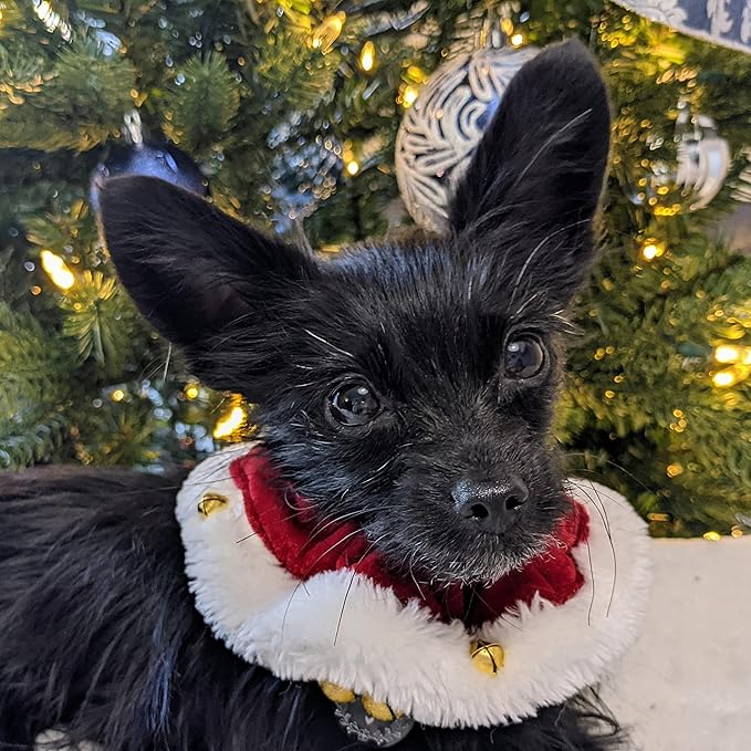 Huxley & Kent Ruff Pet Scrunchy | Santa (Extra-Large) | Festive Christmas/Holiday Neckwear for Dogs/Cats | Fun Stretchable Costume Accessory | Soft Collar with Bells