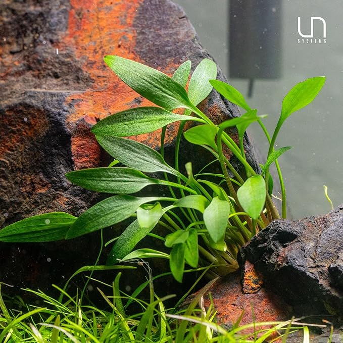 Ultum Nature Systems Live Tissue Culture - Cryptocoryne Albida 'Red' - Moderate - Low to Medium Light - Pink and Red Accent - Foreground to Midground - 100% Snail Free Grown in-Vitro - Regular Cup