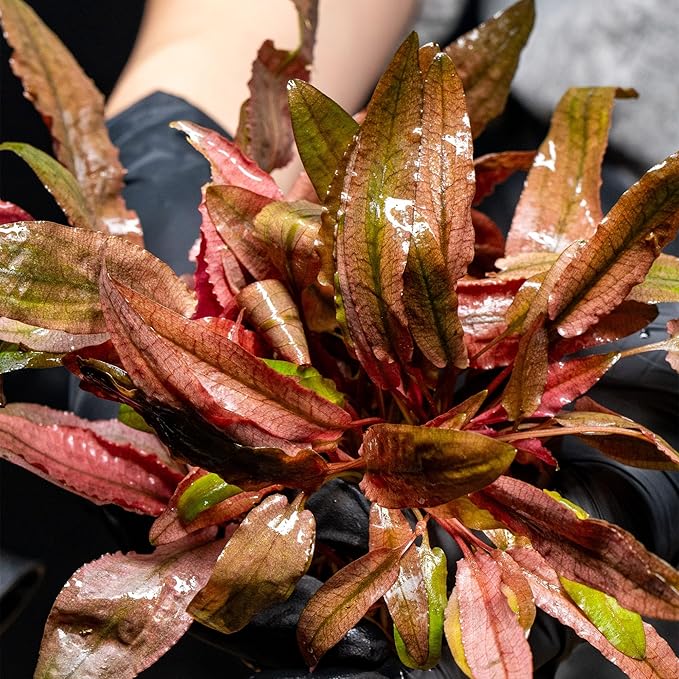 Cryptocoryne Lutea in Vitro Tissue Culture Cup